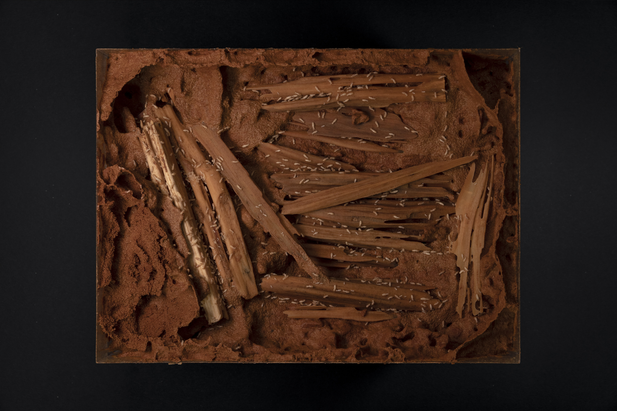 This photography made by Umberto Diecinove is part of his project I N S C T S. This picture made in France in 2024 to a colony of subterranean termites a the at the Institut de Recherche sur la Biologie de l’Insecte in France, IRBI. develop best practices for the rearing of insects, in terms of good health and insect welfare, insect behavior is studied by simulating their natural environment. Termites are consumed in various cultures around the world and they are rich in protein, fats, and essential minerals. Insect farming offers locally solutions to address global environmental challenges. It contributes towards addressing many environmental and social issues. Within the context of the United Nations Sustainable Development Goals: climate action, life on land, zero hunger, no poverty, good jobs and economic growth, good health, gender equality, responsible consumption.