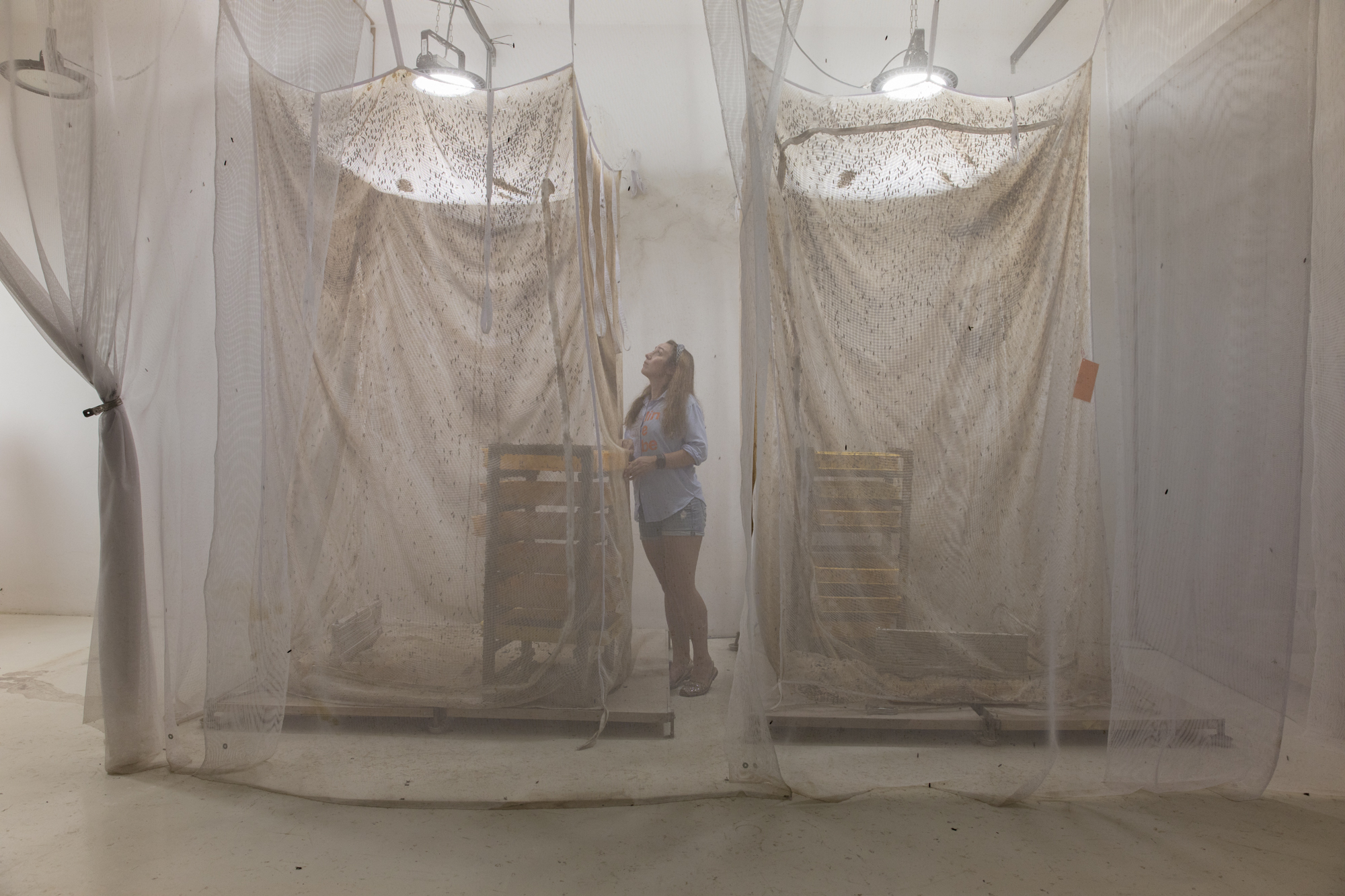 This photography made by Umberto Diecinove is part of his project I N S C T S. This picture made in Malaysia in 2023 at a black soldier fly production site. It shows a girl working with black soldier fly adults. The black soldier fly (Hermetia illucens) has captured the attention of researchers and environmentalists due to its exceptional bioconversion capabilities. Insect farming offers locally solutions to address global environmental challenges. It contributes towards addressing many environmental and social issues. Within the context of the United Nations Sustainable Development Goals: climate action, life on land, zero hunger, no poverty, good jobs and economic growth, good health, gender equality, responsible consumption.