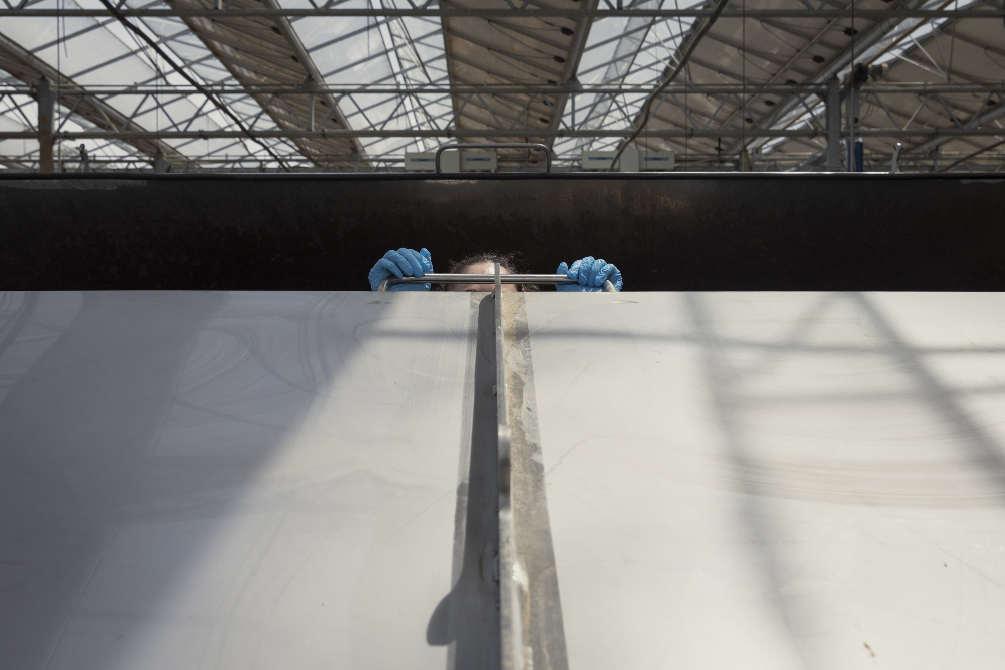 This photography made by Umberto Diecinove is part of his project I N S C T S. This picture made in Italy in 2023 at a black soldier fly production site. It shows a girl opening a bioconverter, a machinery designed to farm black soldier sly larvae, by creating optimal conditions for an efficient organic waste conversion. The black soldier fly (Hermetia illucens) has captured the attention of researchers and environmentalists due to its exceptional bioconversion capabilities. Insect farming offers locally solutions to address global environmental challenges. It contributes towards addressing many environmental and social issues. Within the context of the United Nations Sustainable Development Goals: climate action, life on land, zero hunger, no poverty, good jobs and economic growth, good health, gender equality, responsible consumption.